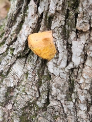 Fuscoporia gilva