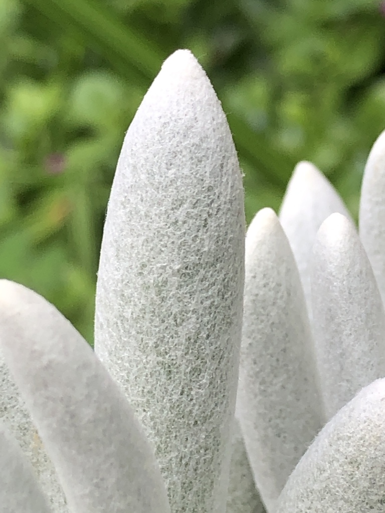 Senecio haworthii (Sw.) Sch.Bip. 3