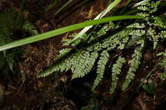 Adiantum formosum