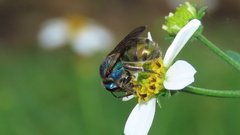 Caenaugochlora inermis