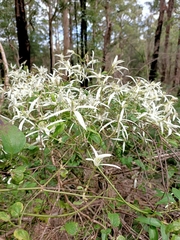 Clematis pubescens