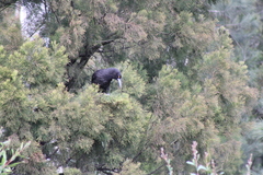 Strepera versicolor arguta