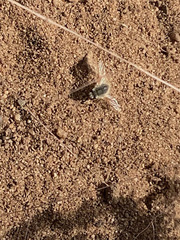 Anastoechus barbatus