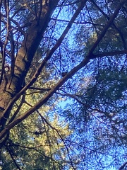 Scaphinotus angusticollis