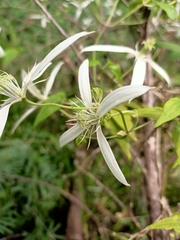 Clematis pubescens