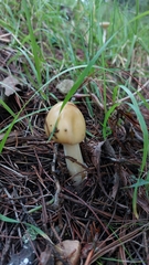 Amanita xylinivolva