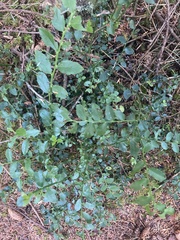 Scaphinotus angusticollis