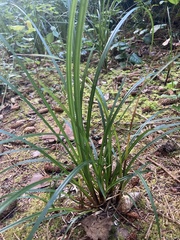 Scaphinotus angusticollis