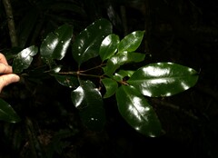 Syzygium crebrinerve