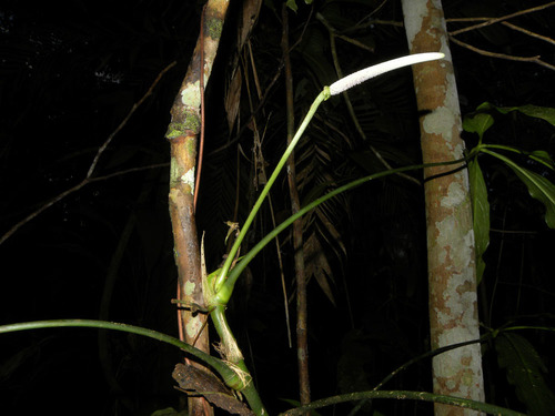 Anthurium pentaphyllum