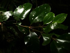 Syzygium crebrinerve