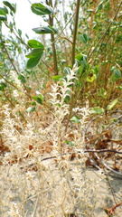 Corispermum americanum