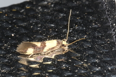 Opogona comptella