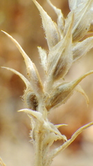 Corispermum americanum