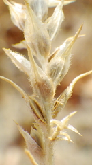 Corispermum americanum