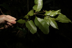 Syzygium crebrinerve