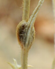 Corispermum americanum