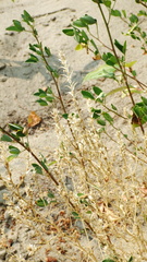 Corispermum americanum