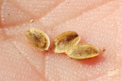 Corispermum americanum