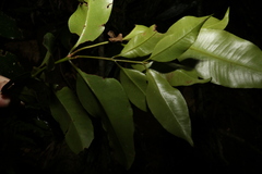 Syzygium crebrinerve