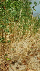 Corispermum americanum