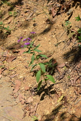 Vernonia greggii