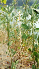 Corispermum americanum