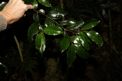 Syzygium crebrinerve