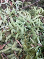 Plagiothecium undulatum