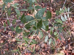Lithospermum subsetosum