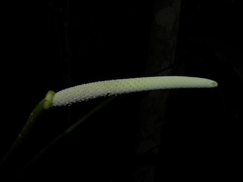 Anthurium pentaphyllum