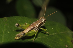 Necaxacris