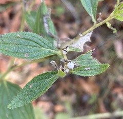 Lithospermum subsetosum