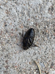 Hydrophilus triangularis