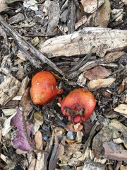 Leratiomyces erythrocephalus