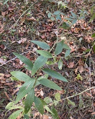 Lithospermum subsetosum