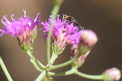 Vernonia greggii