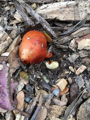 Leratiomyces erythrocephalus
