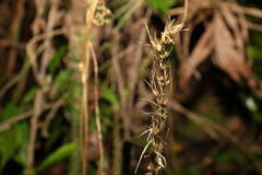 Lomandra spicata