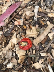 Leratiomyces erythrocephalus