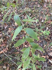Lithospermum subsetosum