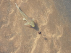 Labeobarbus marequensis