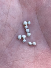 Lithospermum subsetosum