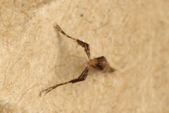 Caloptilia linearis