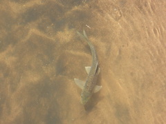 Labeobarbus marequensis