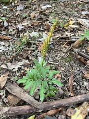 Sceptridium oneidense