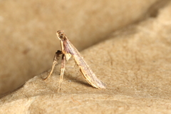 Caloptilia linearis