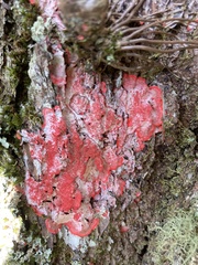 Herpothallon rubrocinctum