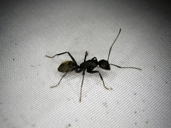 Camponotus japonicus