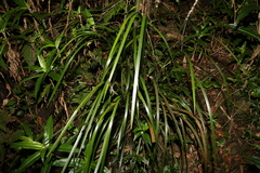 Lomandra spicata